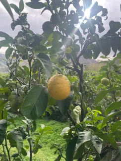 La Via del Bergamotto