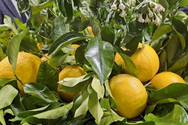 La Via del Bergamotto